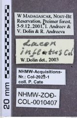 Etikette zu Lacon inflatus (NHMW-ZOO-COL-0010407)